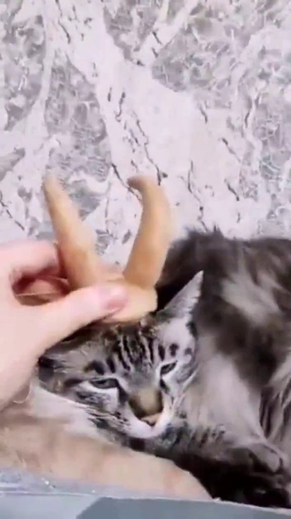 Золотые рога для игрушки Аллигатор Локи примеряют на мастерскую кошку, мягкая игрушка на заказ